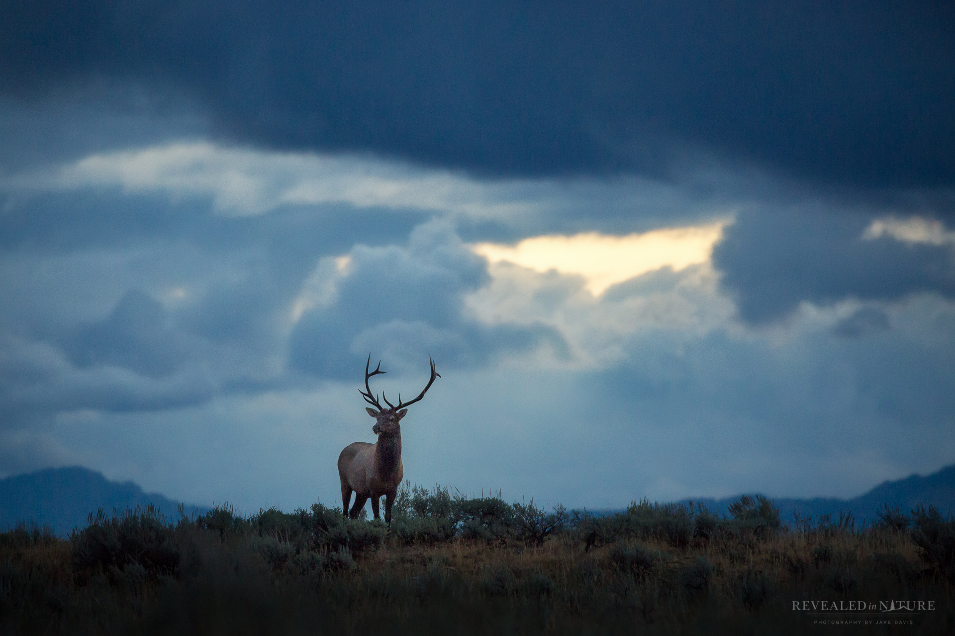 windy point elk.jpg