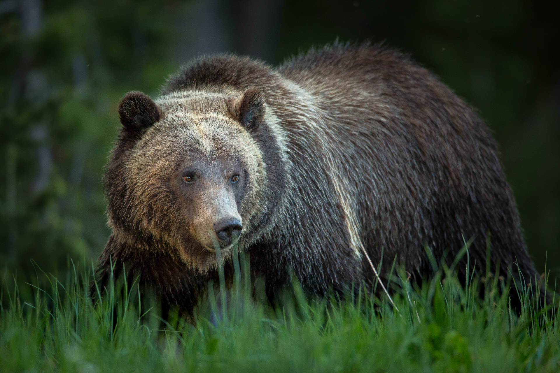 Grizzly Bear.jpg
