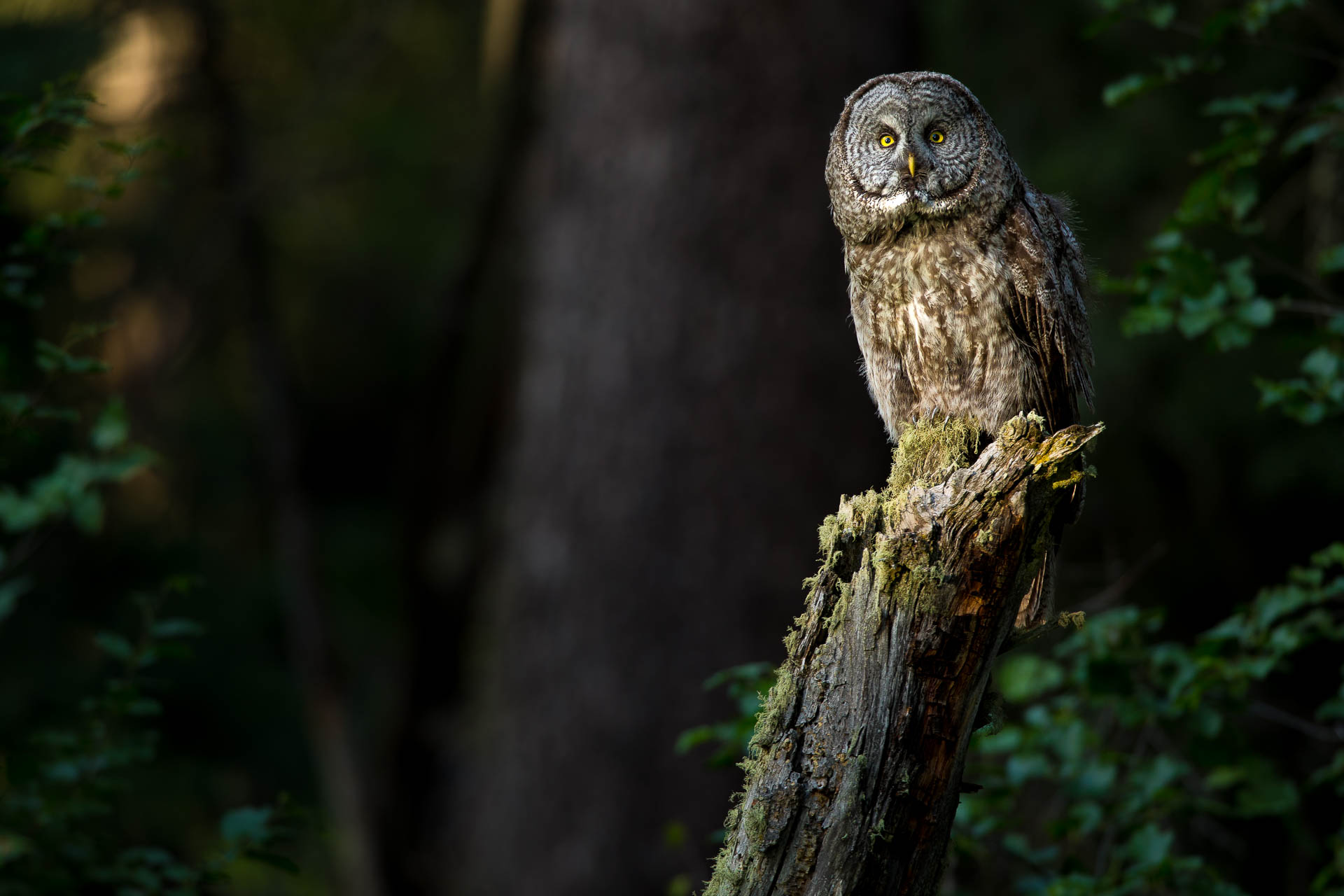 Great Grey Owl-Grand Teton.jpg