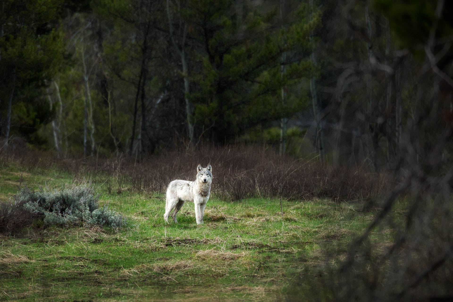 Photograph Yellowstone Wolf.jpg