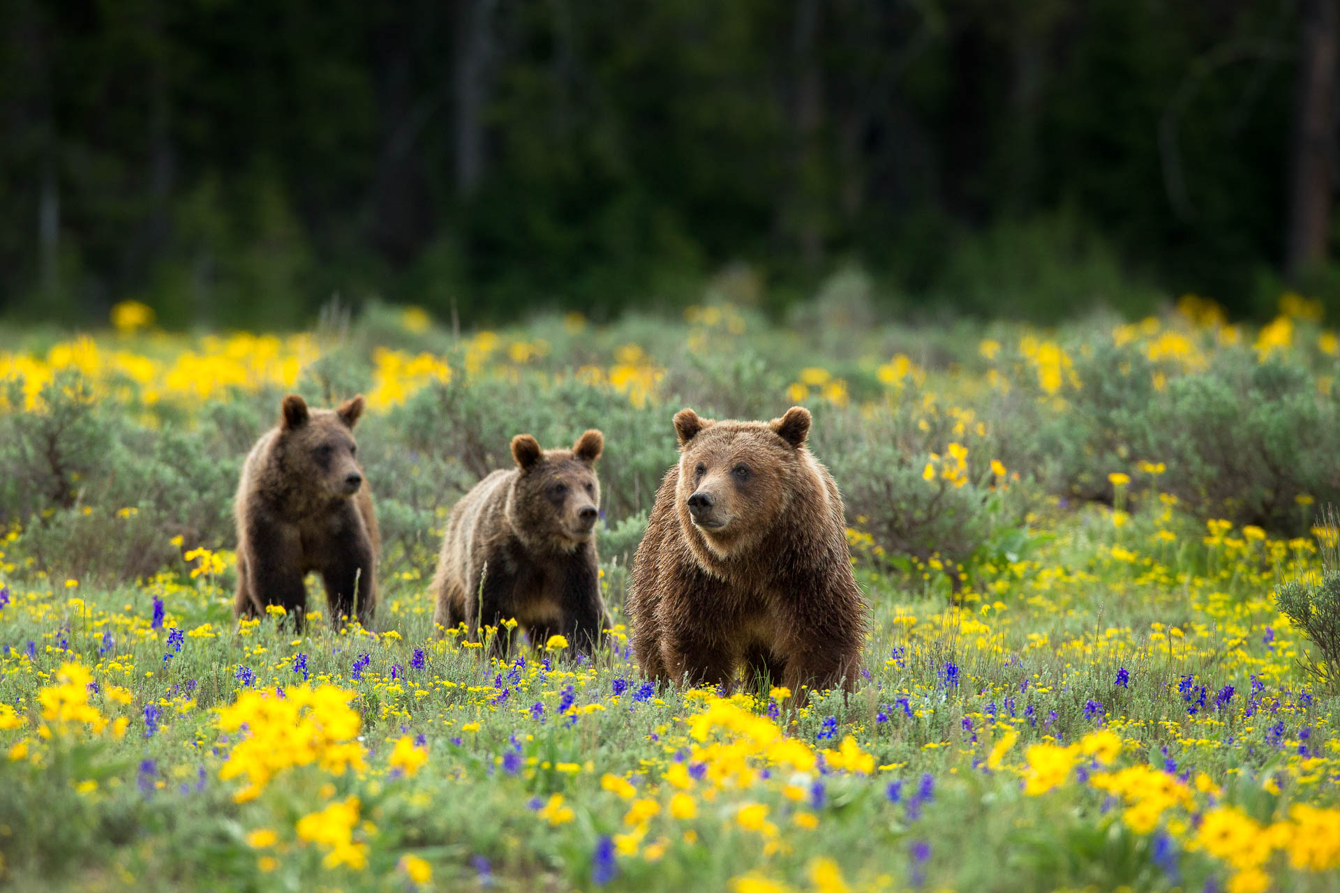 Yellowstone Grizzly-399.jpg
