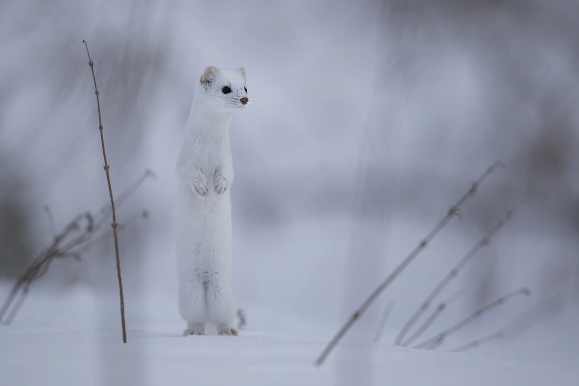 Ermine.jpg