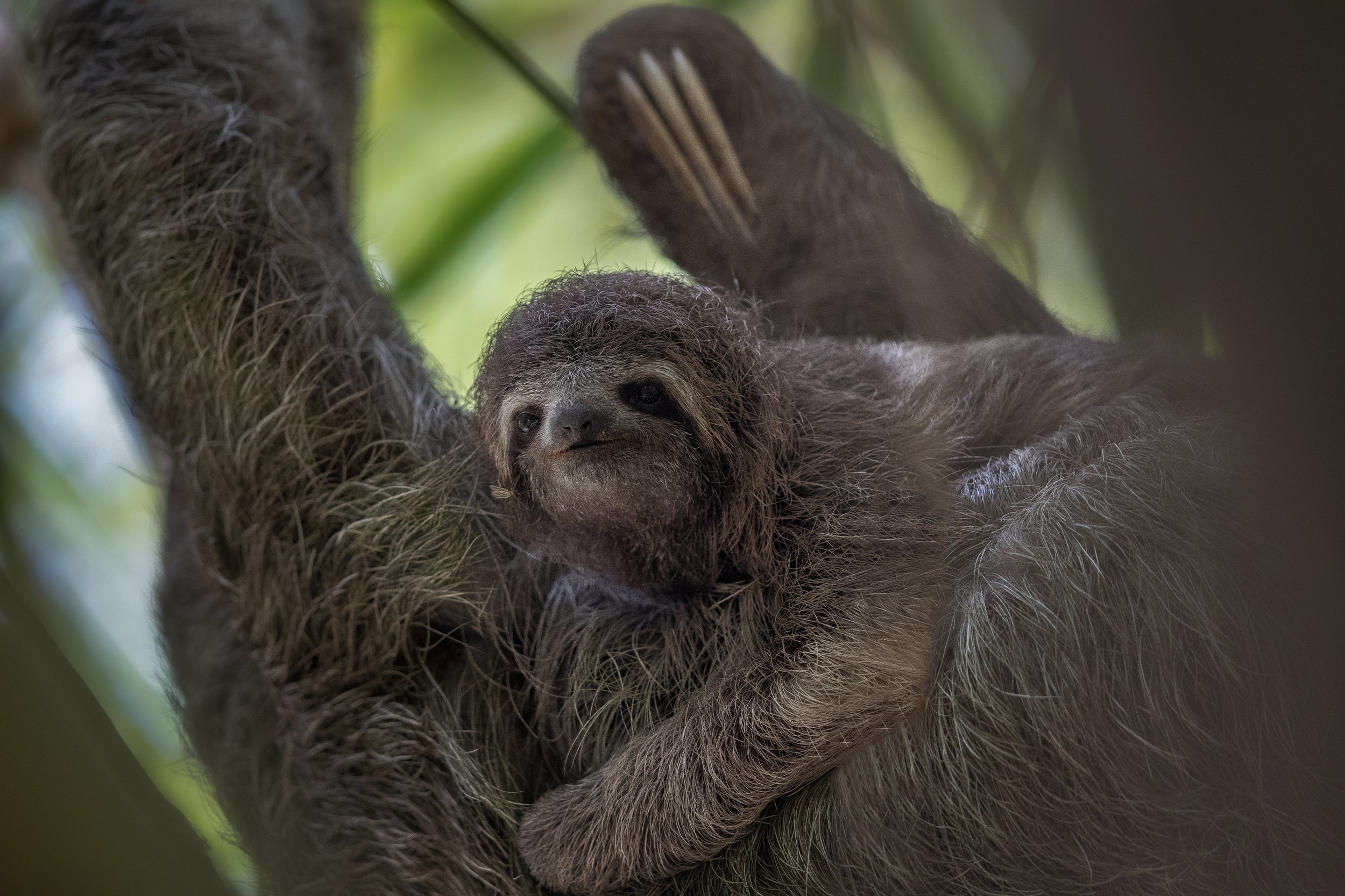 Babysloth.jpg