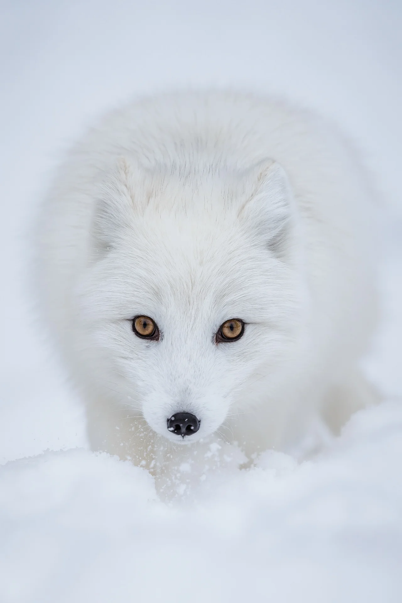 Svalbard-4.jpg