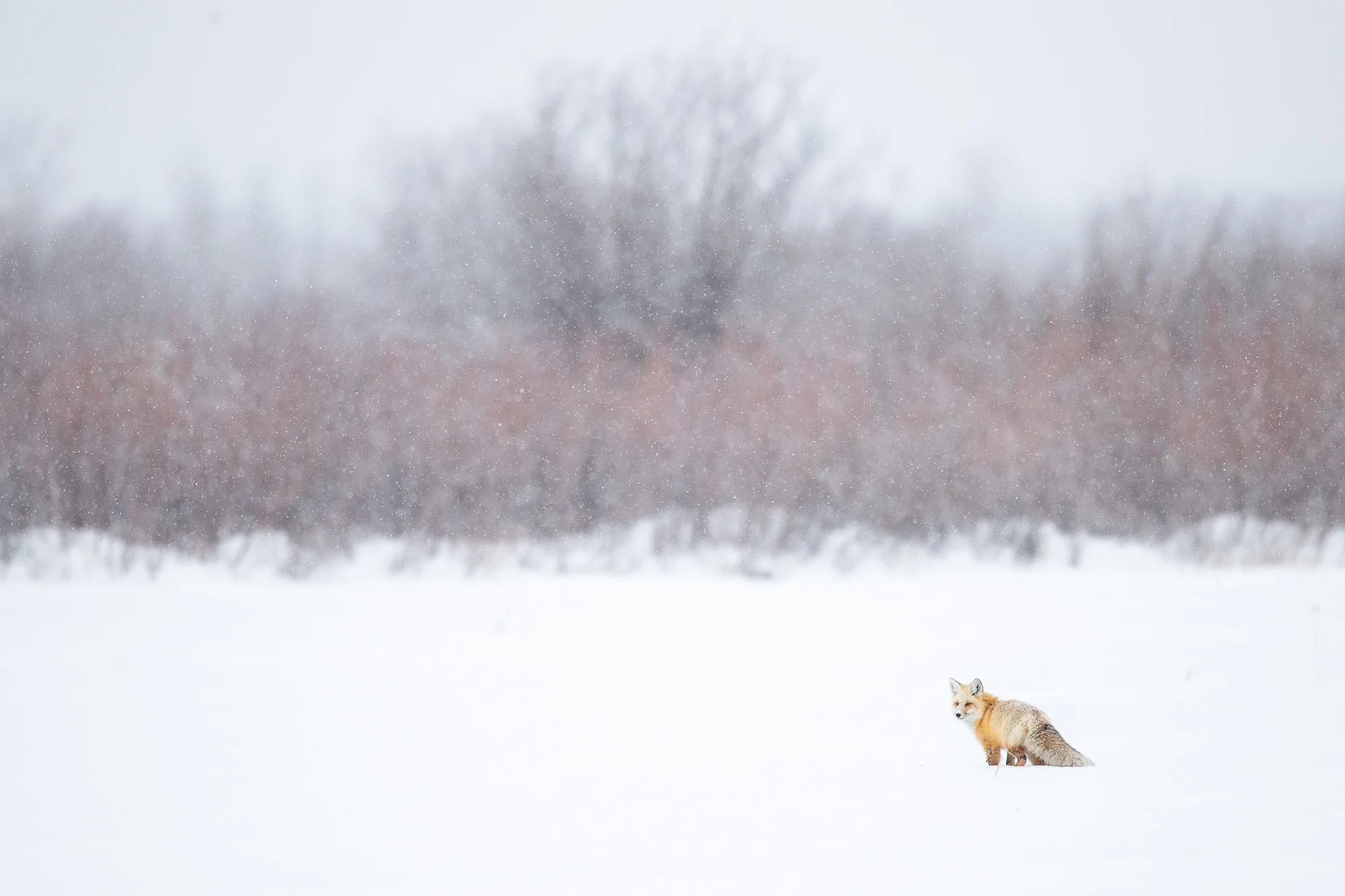 RedFox.jpg