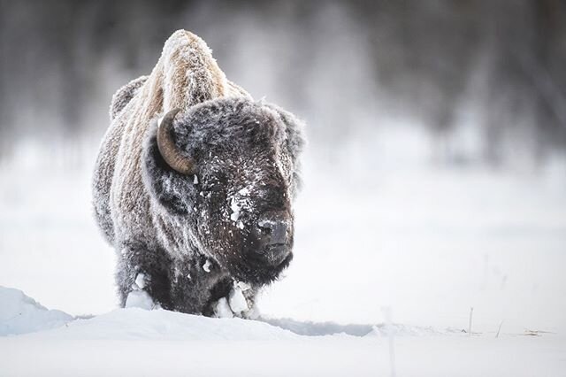 With temps nearing 30 below zero, all the steam from a nearby thermal feature instantly froze on this bull bisons coat. Since they are so well insulated with their winter coats hardly any body heat escapes and ice just accumulates on their body.