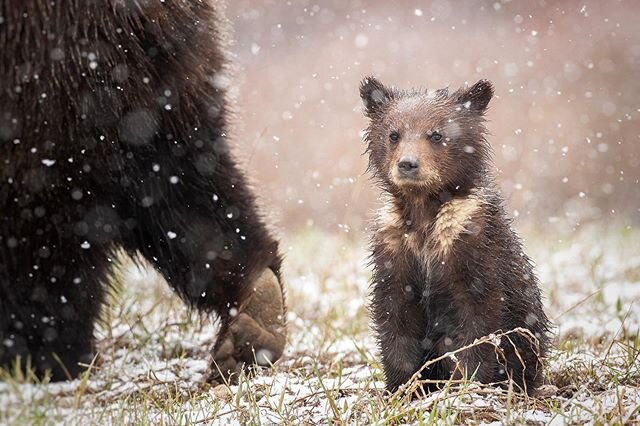 Grizzlies give birth to cubs around February. Their first few months of life are spent huddled next to their mother for warmth in the safety of the den. Come late April or May they leave the den for good, and immediately begin learning invaluable les