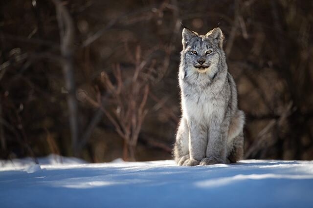 Besides the shocking disproportionate size of their feet, the calm and mesmerizing presence of the Canada Lynx is what stands out to me. Unlike most other cat species, the lynx I&rsquo;ve encountered appear to be relatively comfortable with me, often