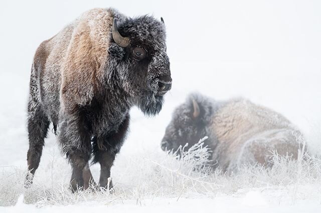 Bison often spend time grazing near thermal features in the winter where the snow isn&rsquo;t so deep. On cold mornings, like this one at -31 F, they vanish and reappear right before your eyes as waves of steam blow over.