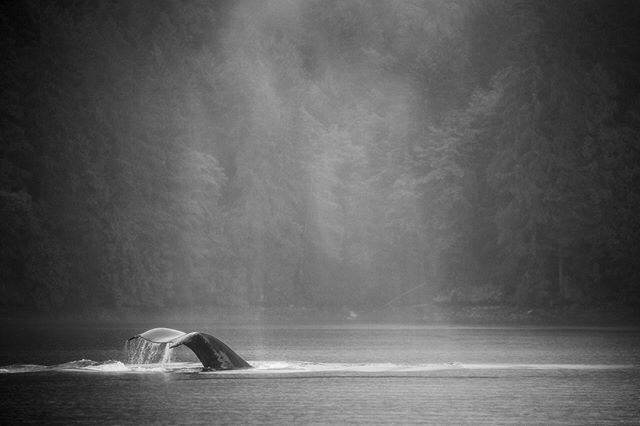 A Humpback Whale dives near the shore in the Great Bear Rainforest.