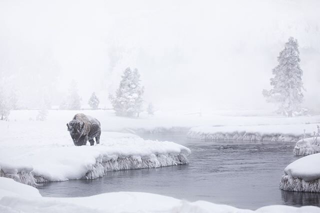 A lone bison grazes along the Firehole in Yellowstone National Park
