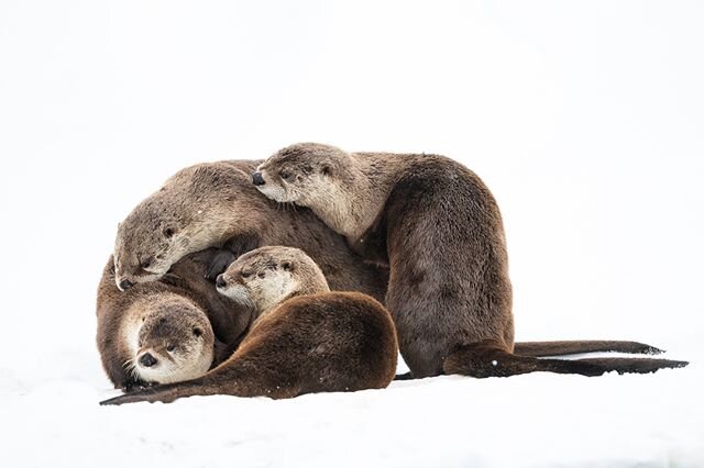 Spending the morning with this playful group of river otters was definitely a highlight of the winter