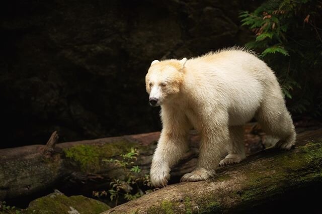 It&rsquo;s Earth Day and I feel a mix of emotions as I reflect on experiences I&rsquo;ve had while exploring earth&rsquo;s remaining wild places. I&rsquo;m deeply grateful for these moments, such as the time with this spirit bear in the Great Bear Ra