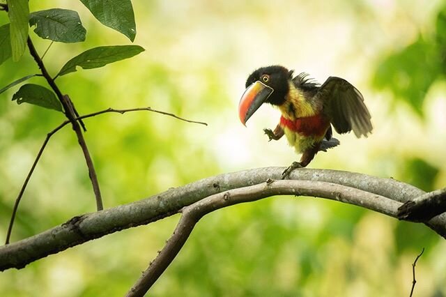 On a normal year I would have been returning from Costa Rica about now. This toucan is a Fiery-billed Aracari and is endemic to the region, meaning it only lives in Costa Rica and western Panama. Finding a clear vantage for a nice image of these bird