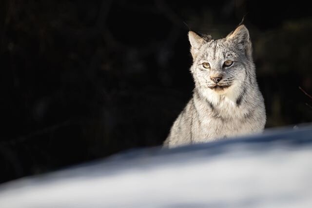 A Canada Lynx kitten emerges from dense forest where mom is hunting snowshoe hares. The first several decades of pine forest regrowth following a fire creates a nearly impenetrable fortress of small trees growing only inches apart. They are shade int