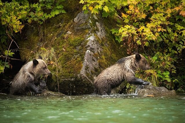 Two young grizzly bears hustle to keep up with mom as she searches for salmon along the bank in the Great Bear Rainforest.