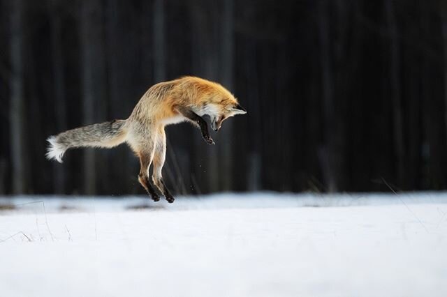 It&rsquo;s spring, finally. The snow is rapidly loosening it&rsquo;s grip on the land. Pocket gophers and voles are still hunkered down beneath the small white patches that remain, and this experienced red fox is taking advantage of the cover that pr