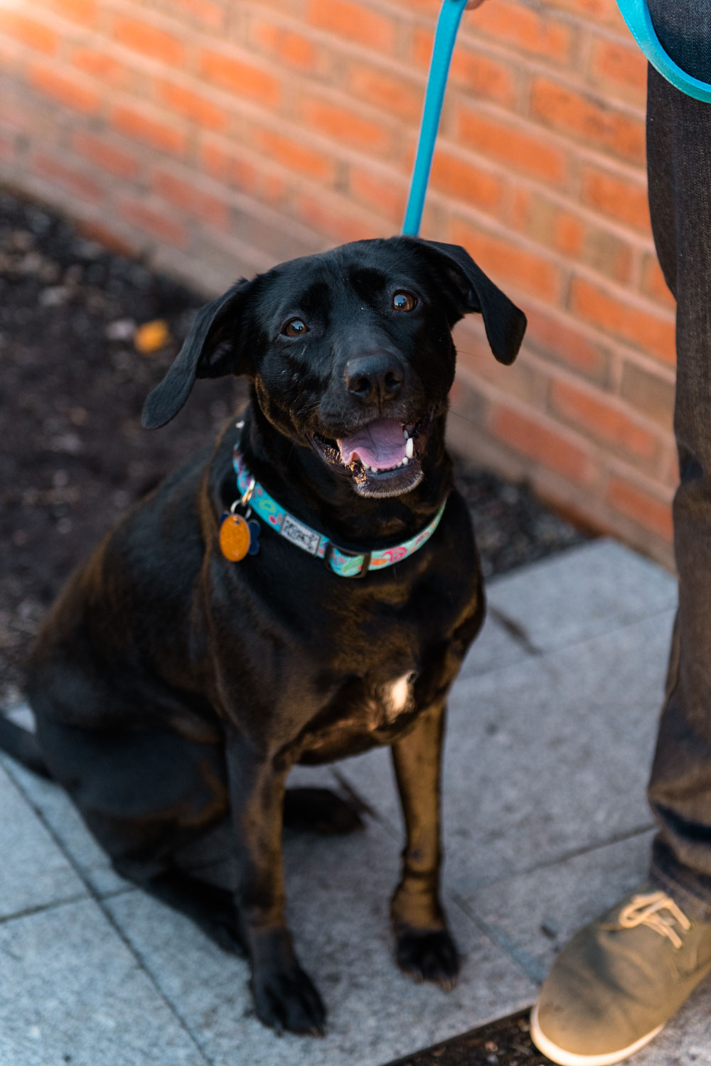 Andrea + Scott | Dog Lovers Boston Spring Sunrise Engagement Session | Boston and New England Engagement Photography | Lorna Stell Photo