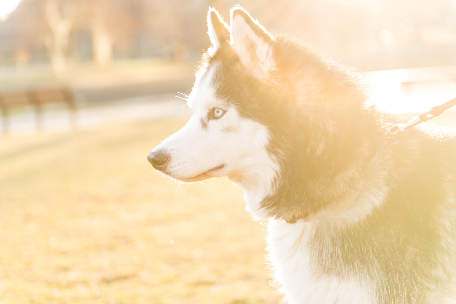 Andrea + Scott | Dog Lovers Boston Spring Sunrise Engagement Session | Boston and New England Engagement Photography | Lorna Stell Photo