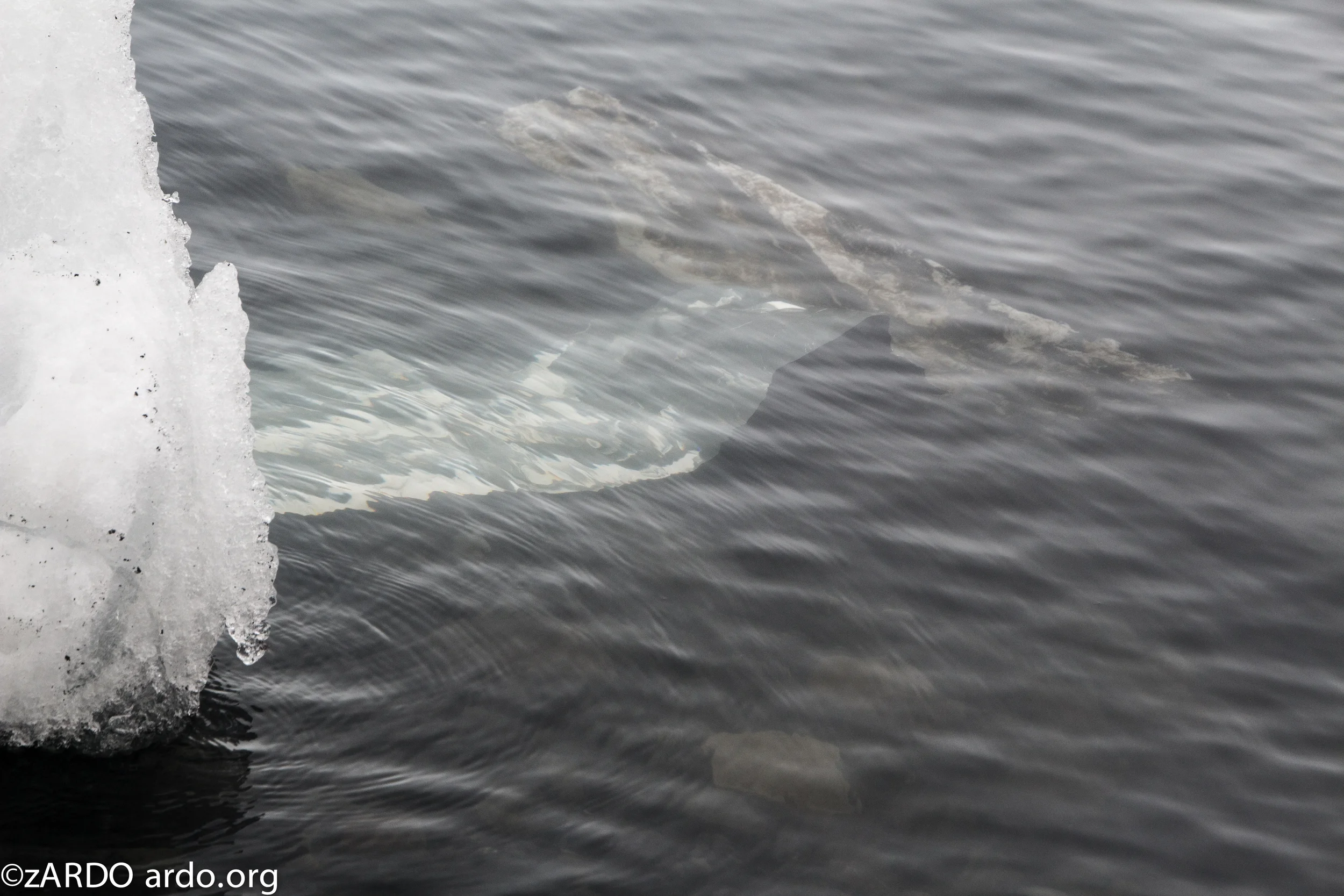 AC Arctic stories No 1 The calving 2015©zARDO-31.jpg