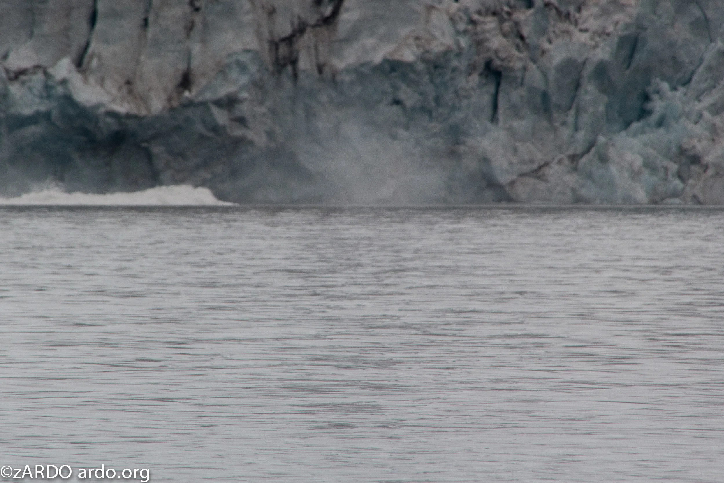 AC Arctic stories No 1 The calving 2015©zARDO-25.jpg