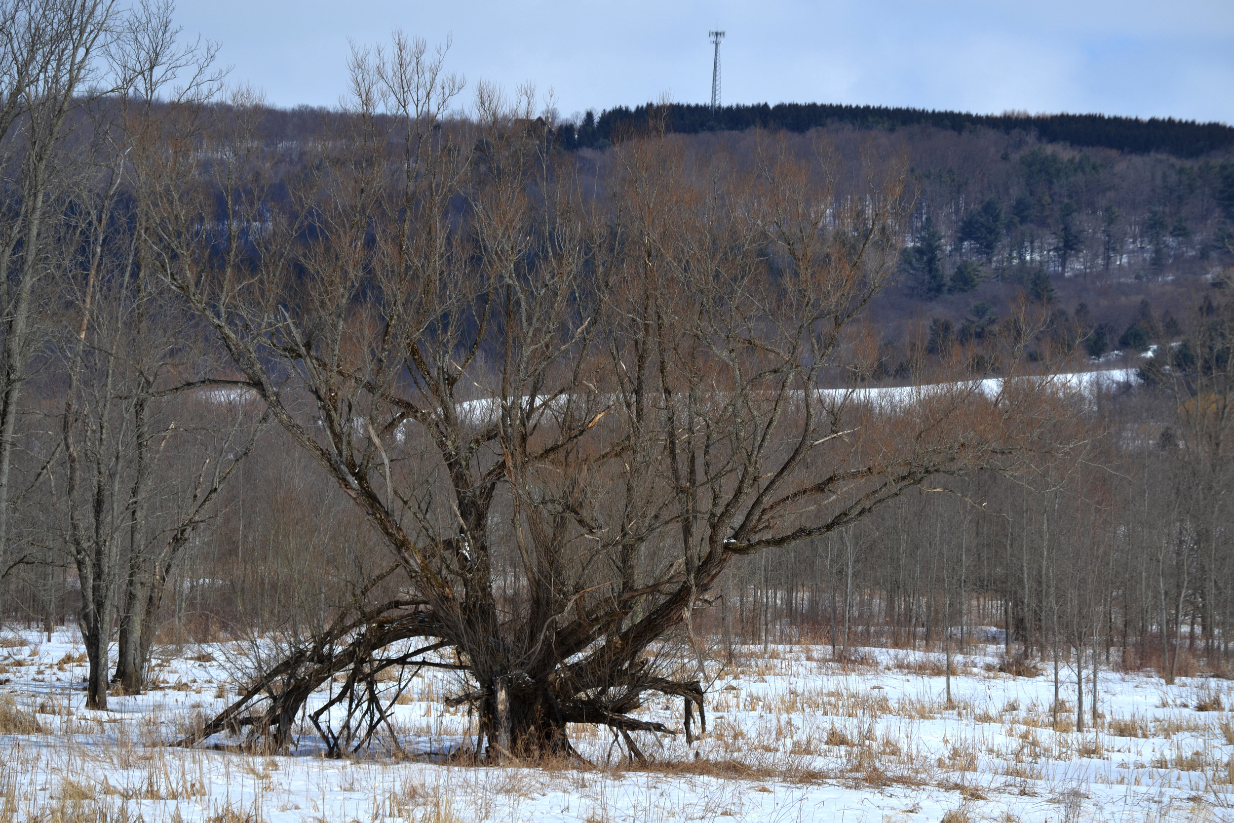 Bryan Hills with an unknown tree from Oren, NY