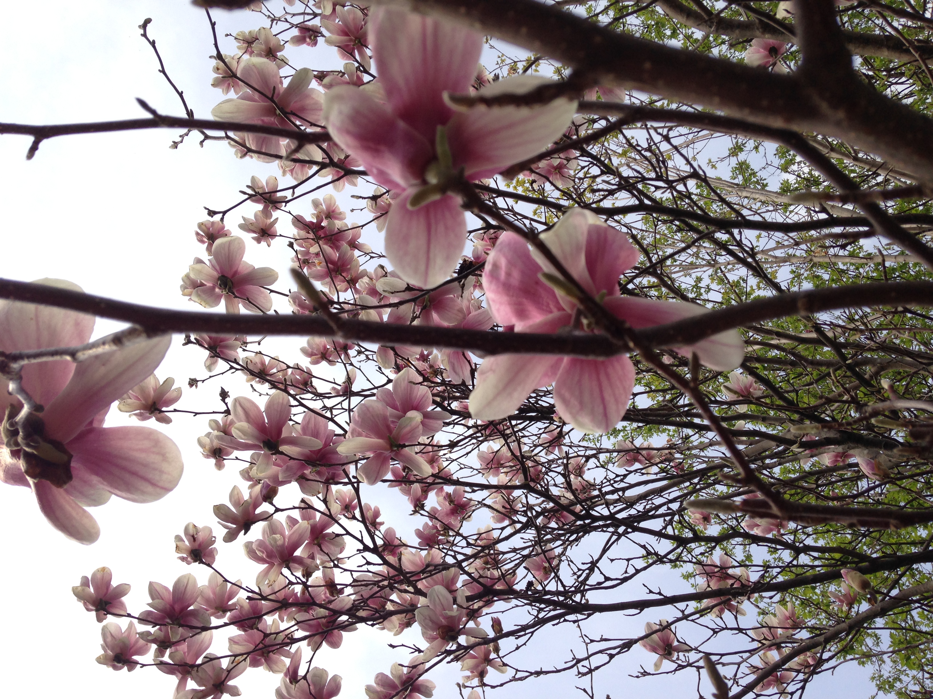 Deborah Goemans with a Magnolia tree from Tully, NY