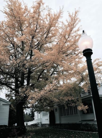 Ellen Leahy with a Gingko tree from Skaneateles, NY