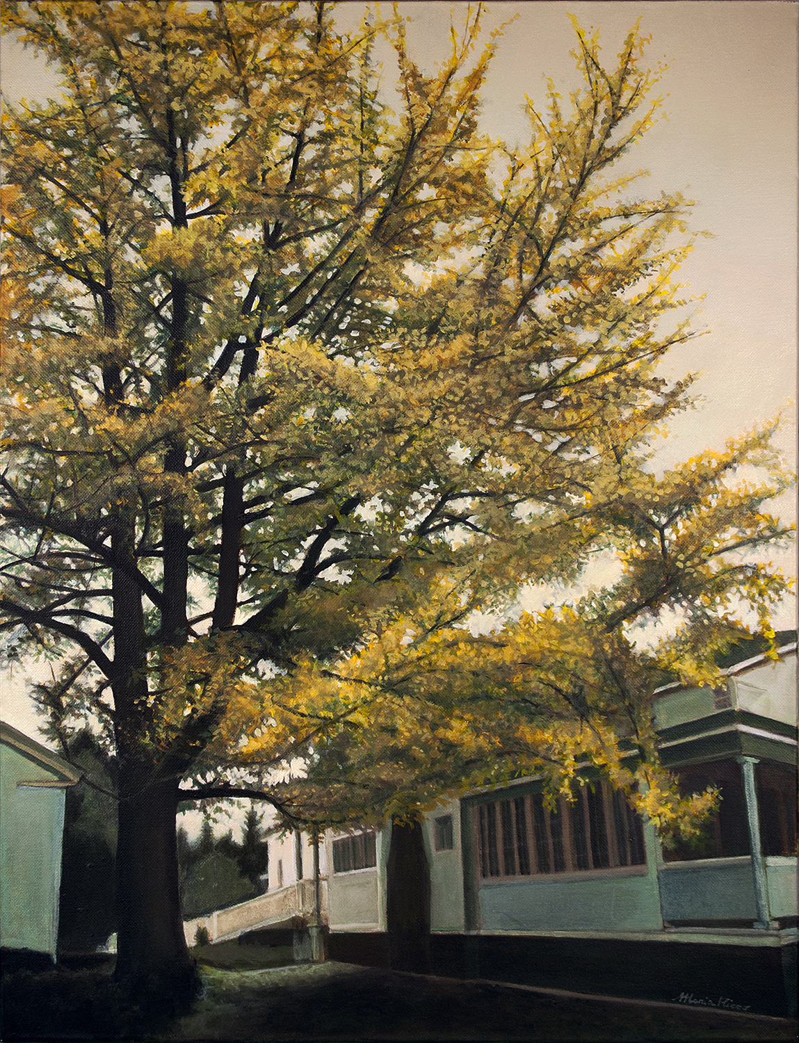 Gingko Tree