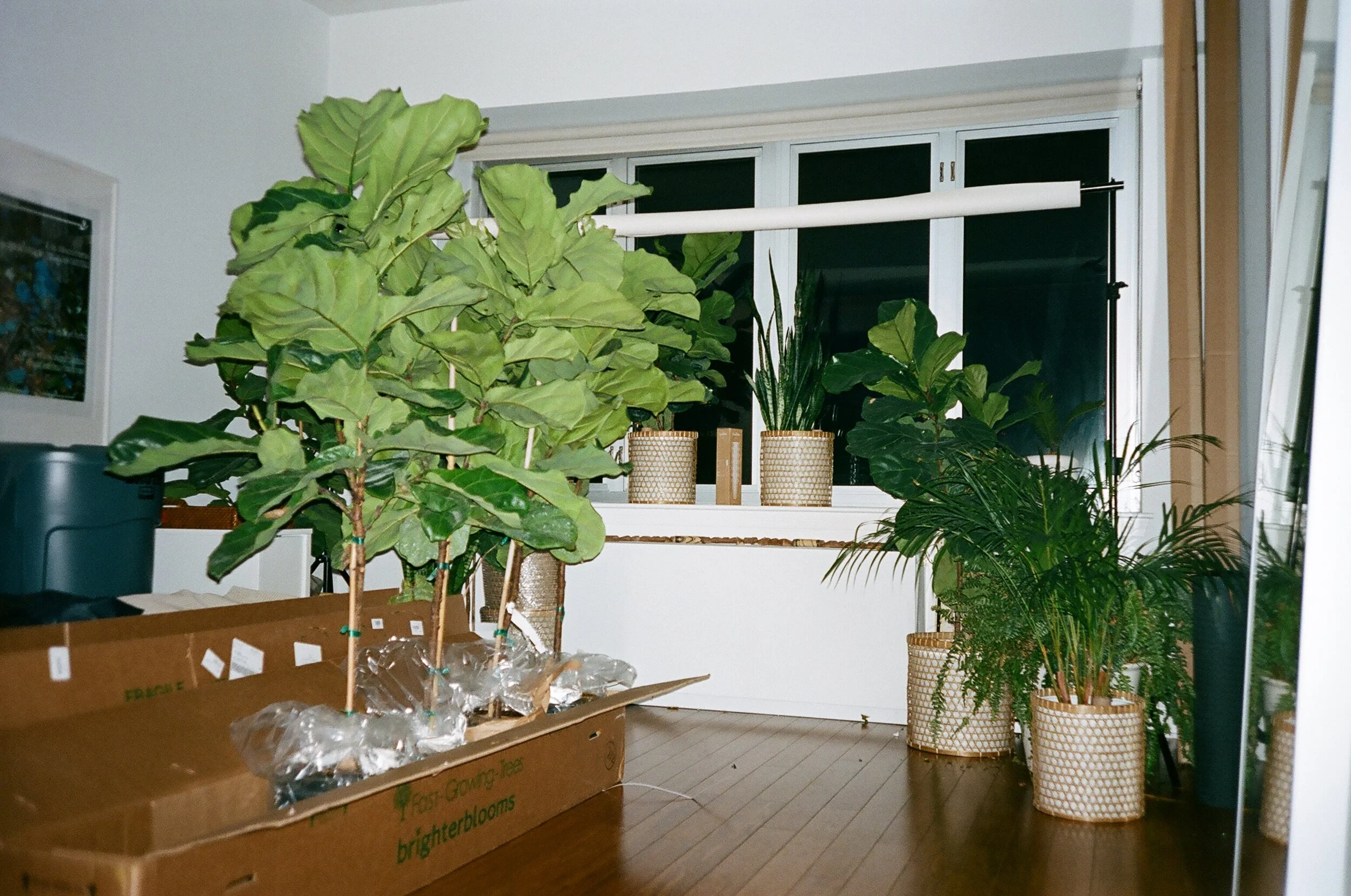  Greenhouse living room, Alphabet City. 2019 