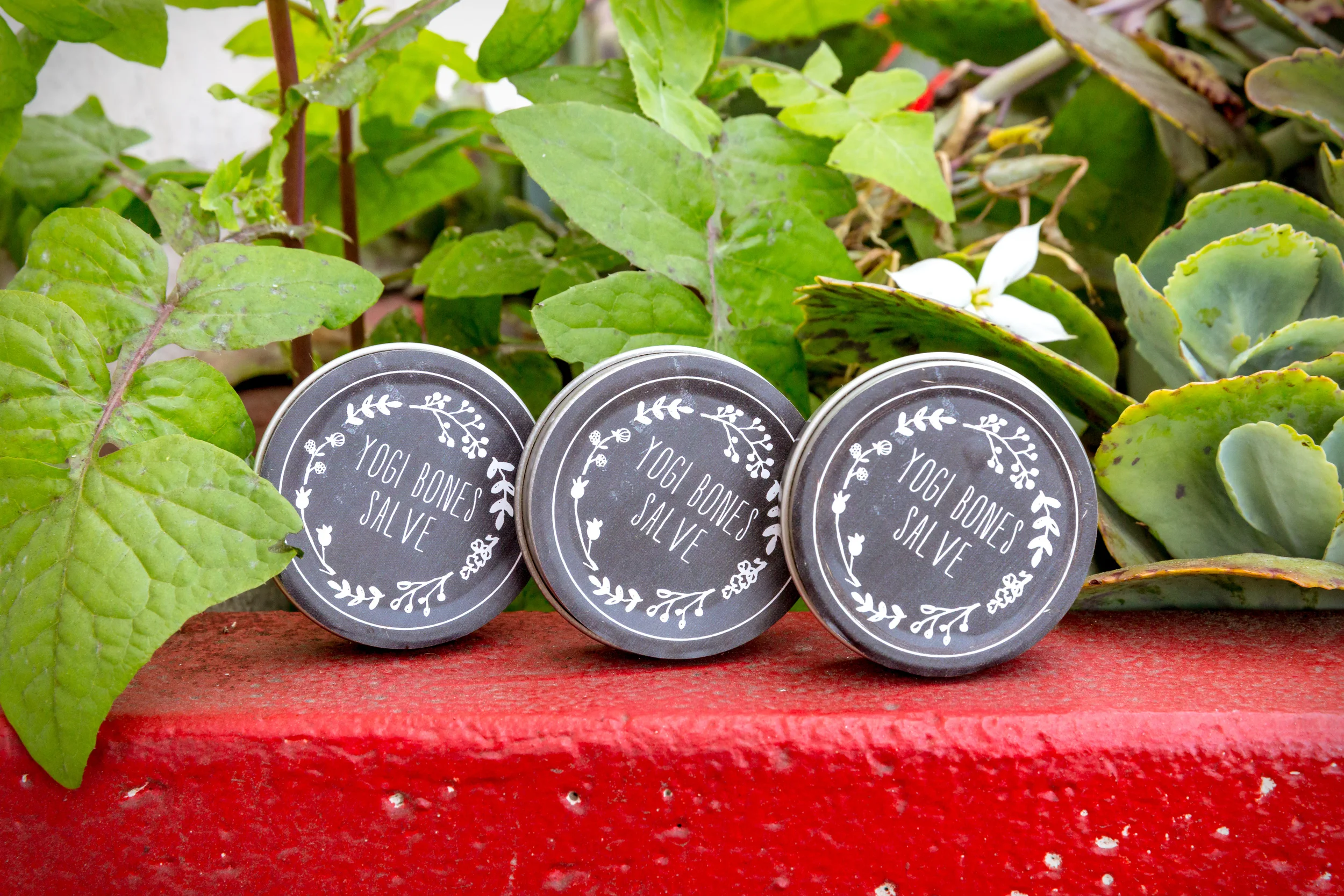 yogi bones salve planter-1.JPG