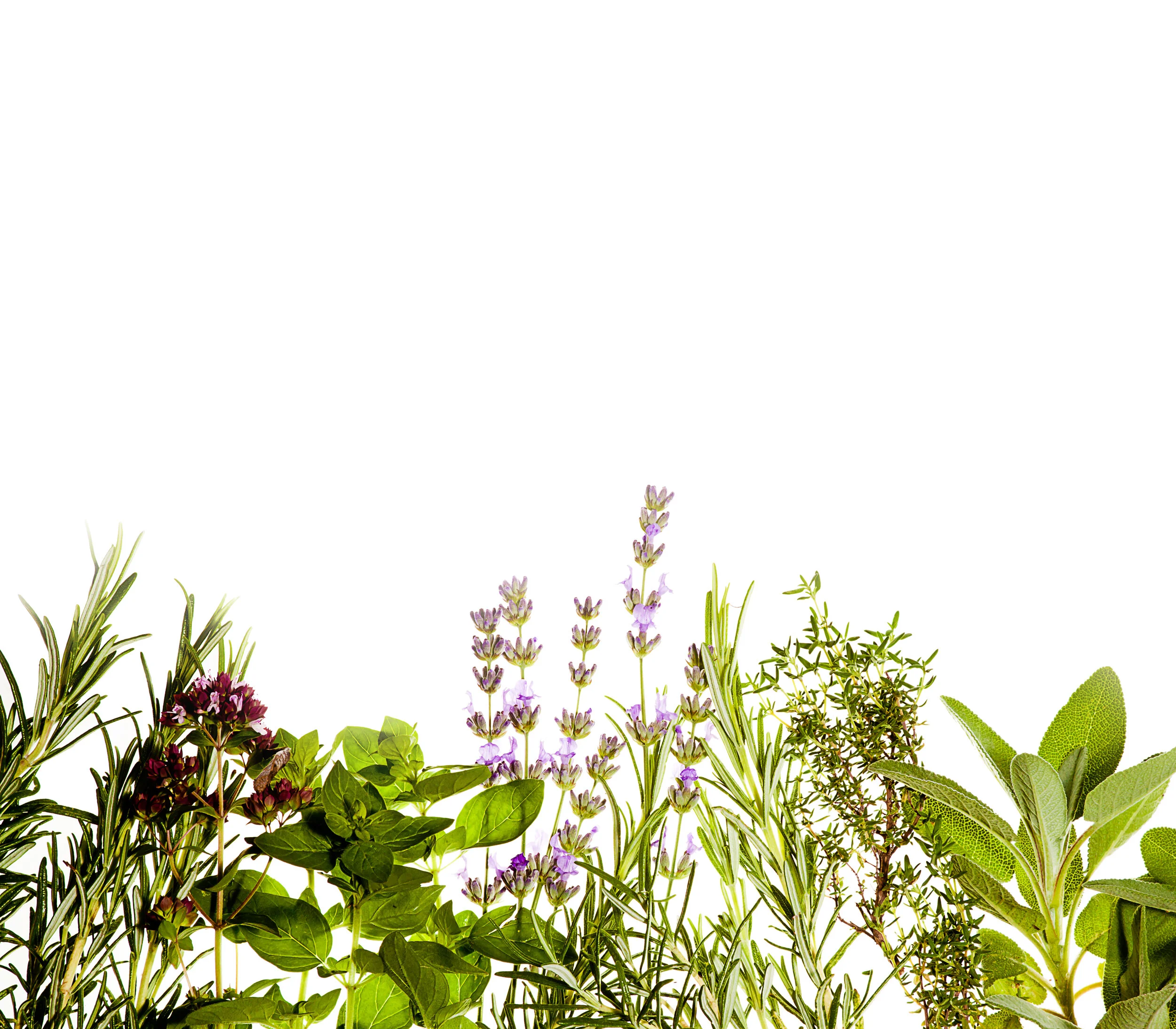 herbs .jpg