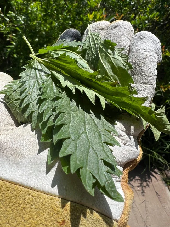 Embrace the Takeover: The Health Benefits of Nettles + Recipes!