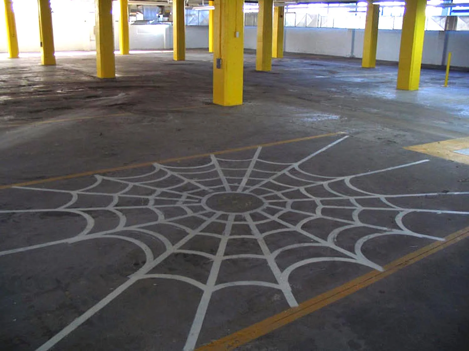 spider web.jpg