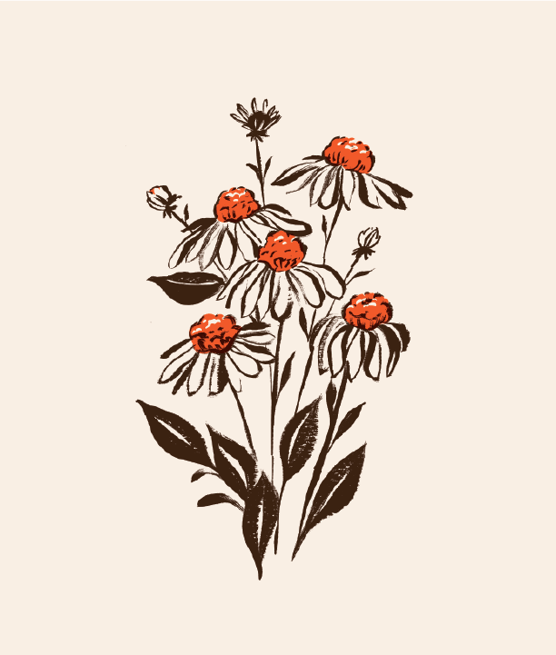 JillDeHaan_Plants-03.png