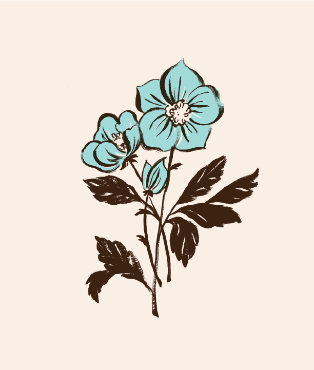 JillDeHaan_Plants-07.png