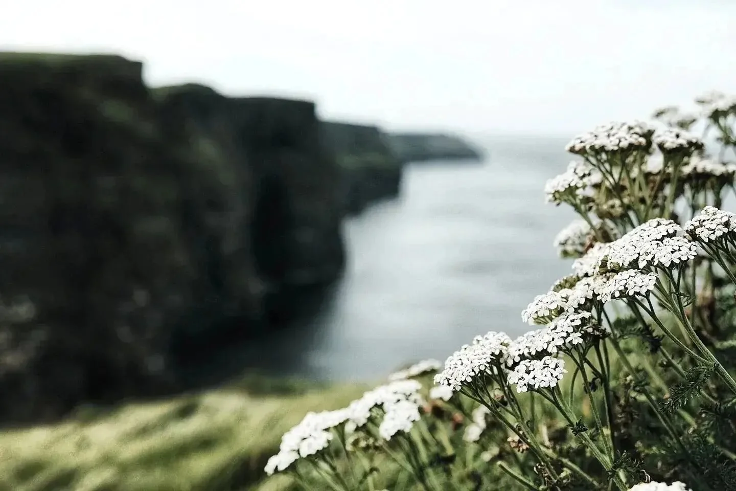 Cliffs of Moher.

Walked along the cliffsides before we made our way to Galway. Gorgeous views but the wind was really something else. Nearly knocked me off my feet a few times.

Yarrow is growing in the foreground. It symbolizes protection and heali