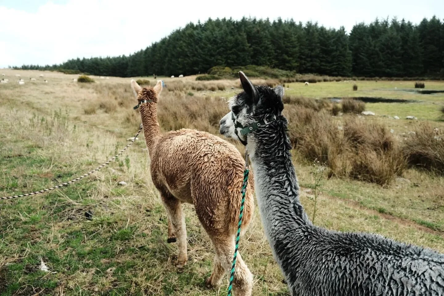A short trek through the countryside with Pippa the Alpaca and some of her friends.

I was warned she was the fiesty one but all things considered we got along pretty well. She was very food motivated and kinda reminded me of Fenrir.