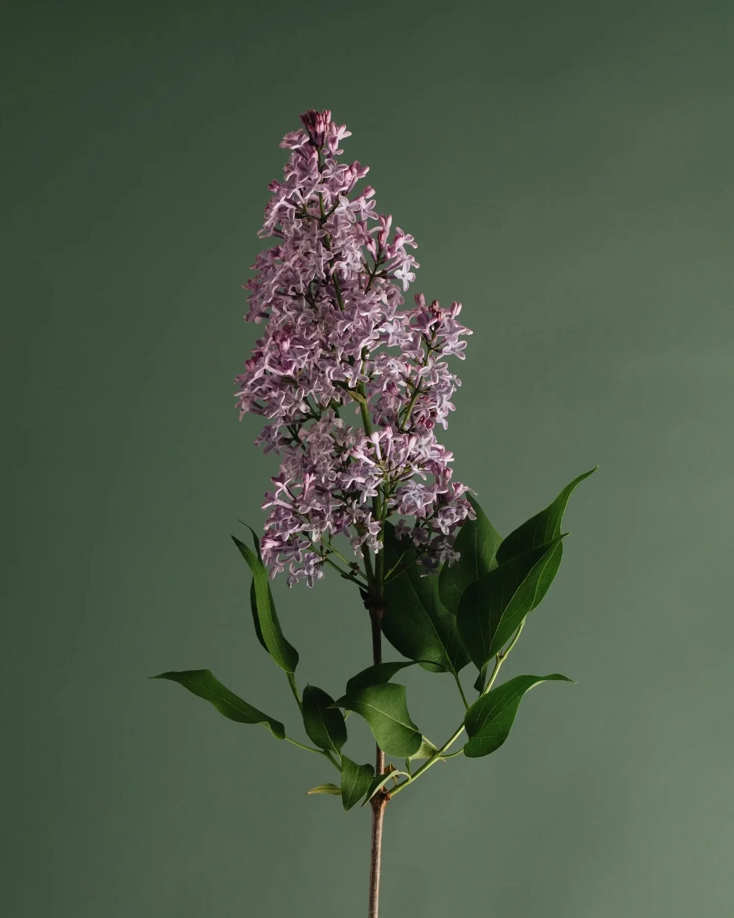 Lilac cutting from my mom's yard. 🌿