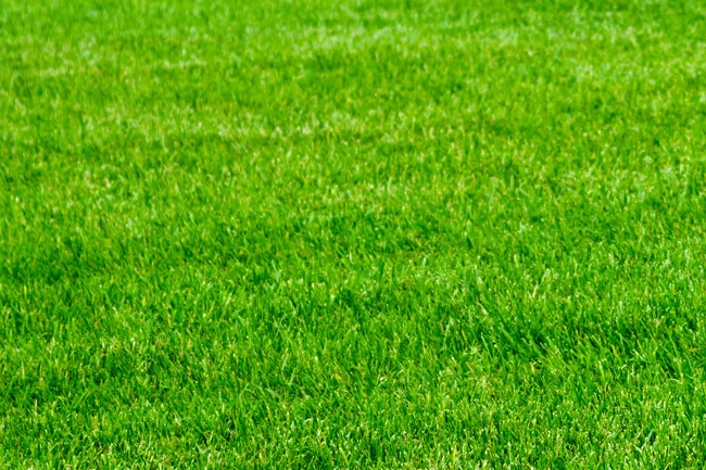 Redland turf