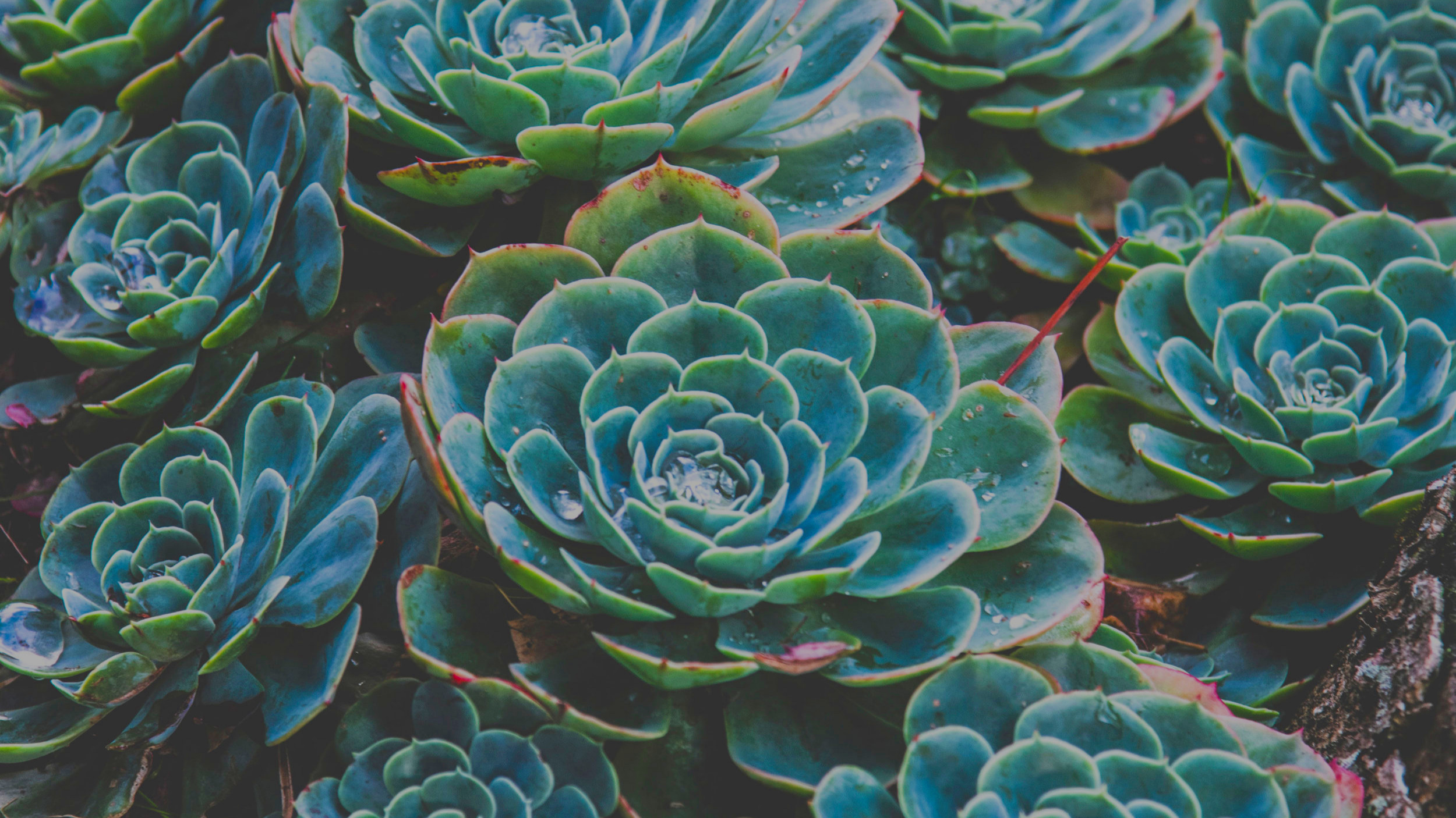 alchemysucculents.1.jpg