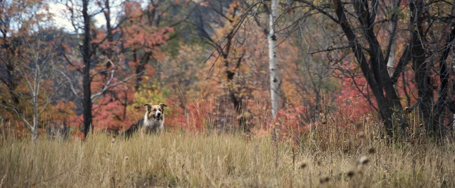 Dogs love to run and Freeway is no exemption in Darling Companion (2012)