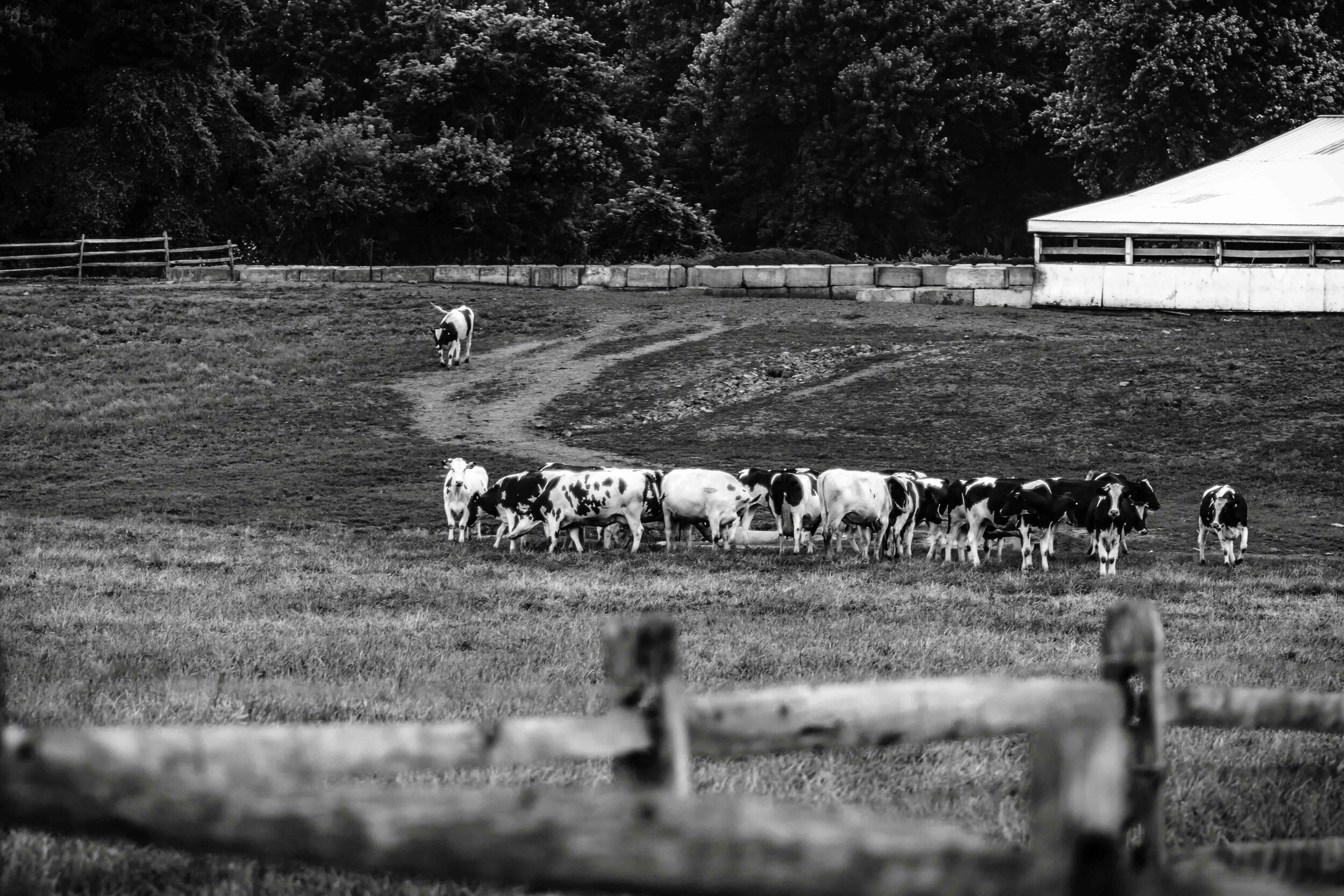 Cows BW 7-4-16-1.jpg