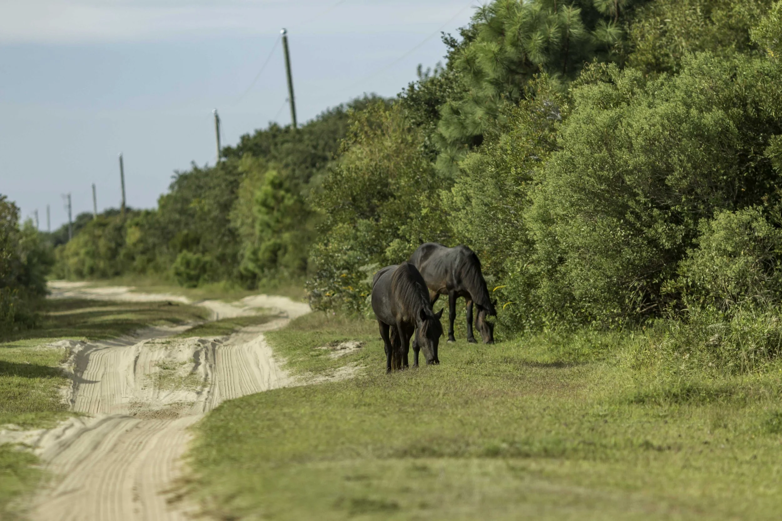 Spanish Wild Horses