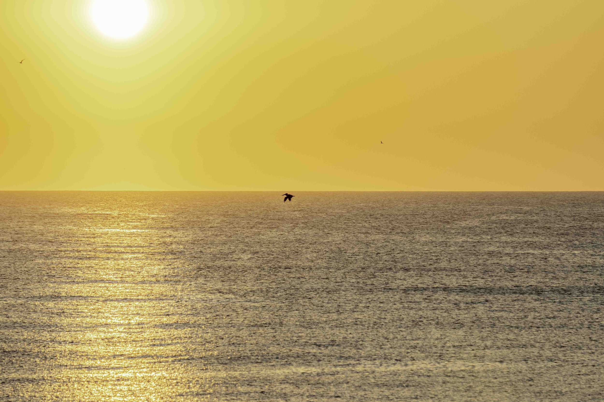 Morning Flight Pelican - Web-1.jpg