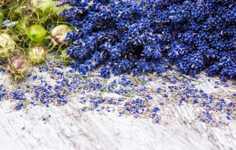 nigella and lavender photo- shutterstock_204132190.jpg