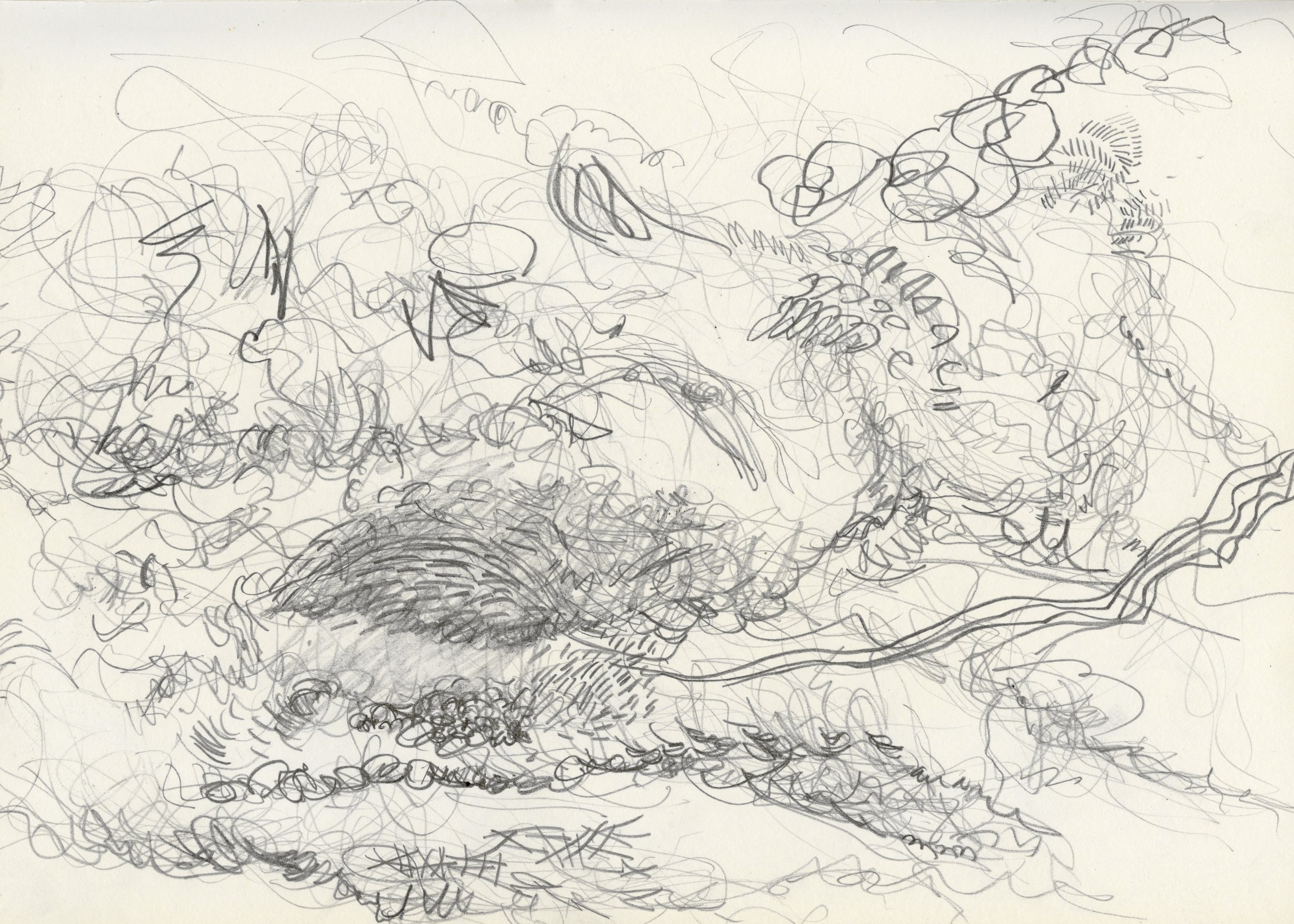 drawing 11.jpg