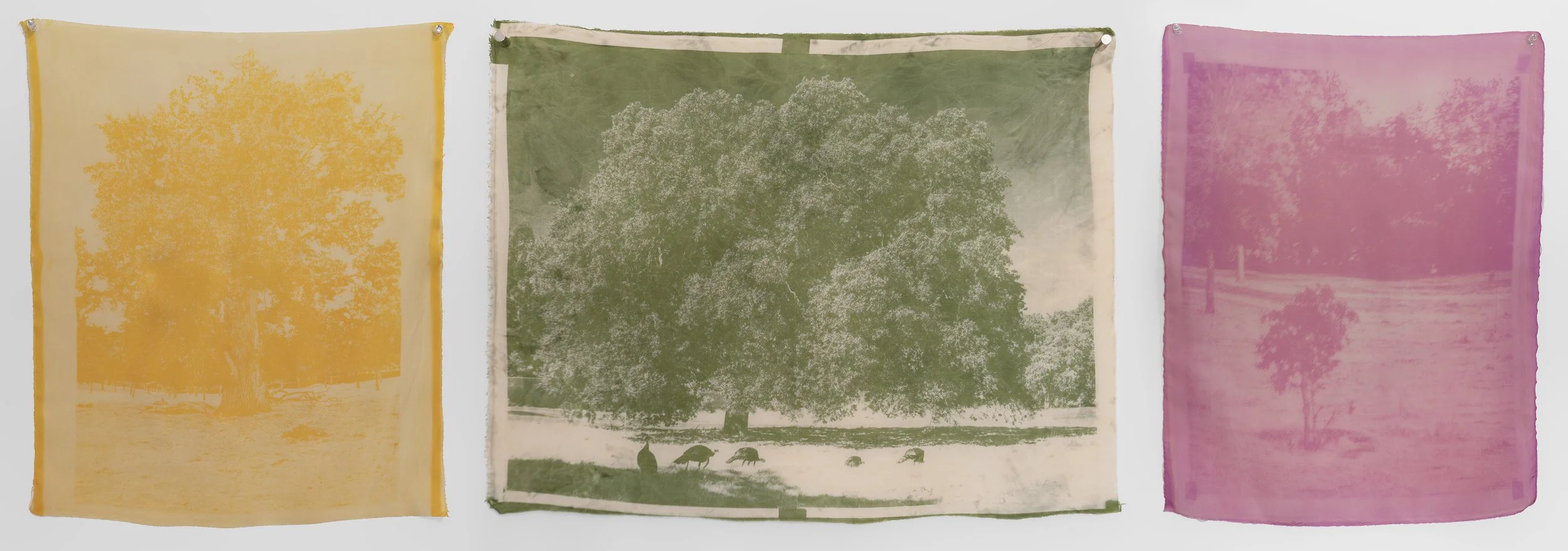 Tree Anthrotypes copy.jpg
