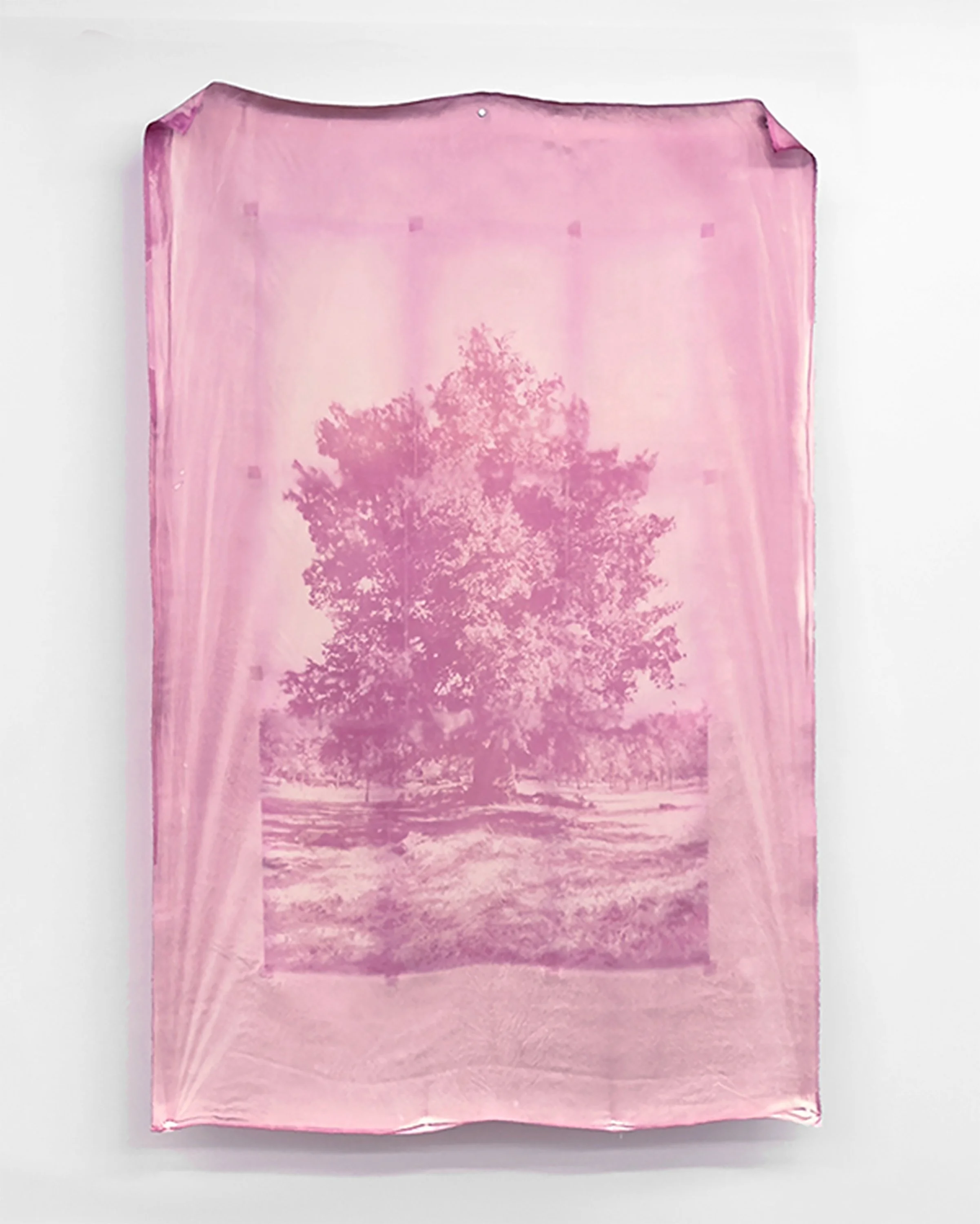 2025 Axis Trees copy.jpg