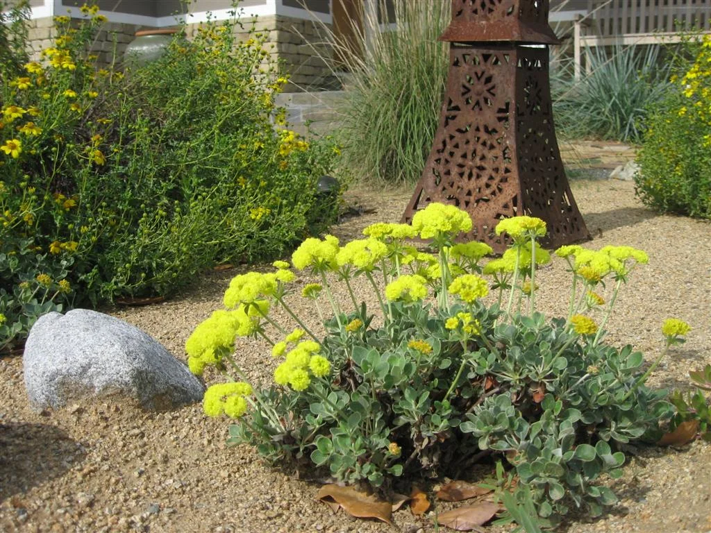 sulfur buckwheat_los alamitos.jpg